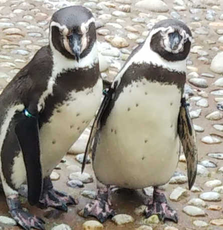 ペンギンのカップル