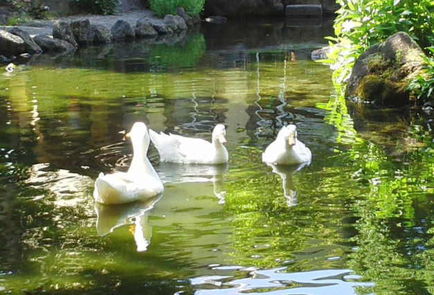 井家に泳ぐ3羽のアヒル